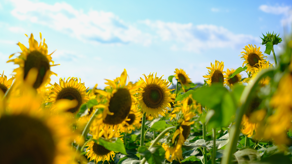 f:id:MotoPhoto94:20210726210940j:plain