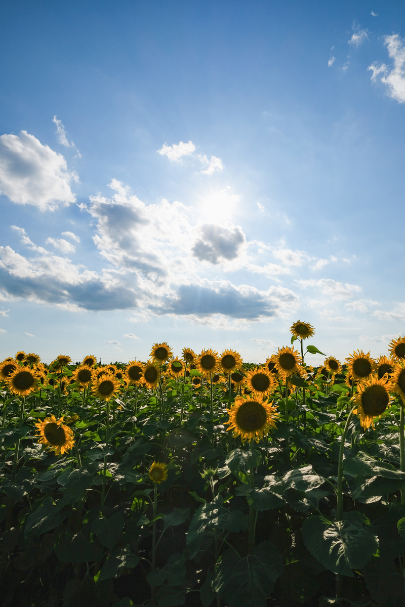 f:id:MotoPhoto94:20210726210951j:plain