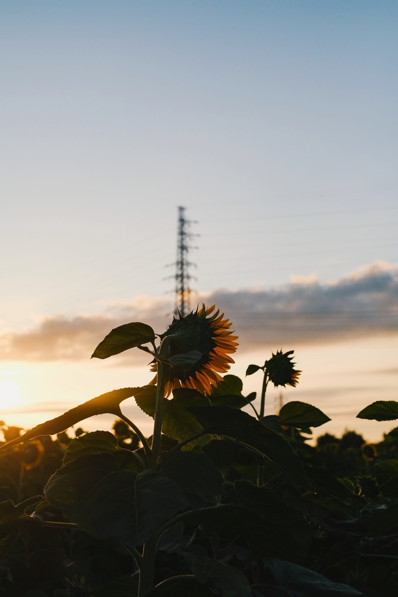 f:id:MotoPhoto94:20210726211036j:plain