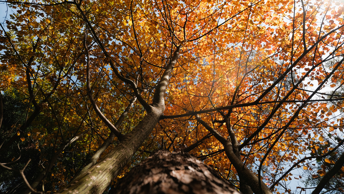 f:id:MotoPhoto94:20211031204604j:plain