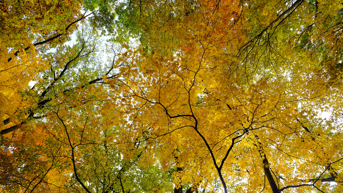 f:id:MotoPhoto94:20211031204642j:plain