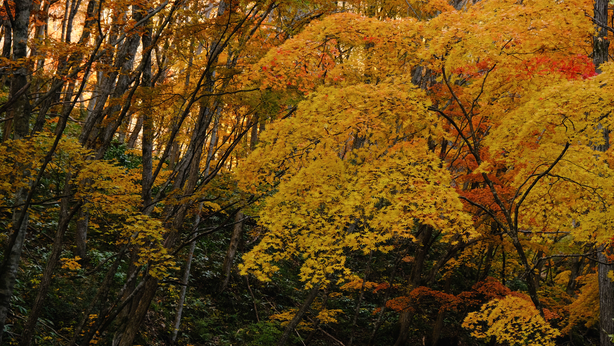 f:id:MotoPhoto94:20211031204815j:plain