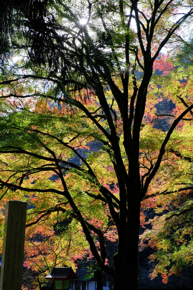 f:id:MotoPhoto94:20211117204614j:plain