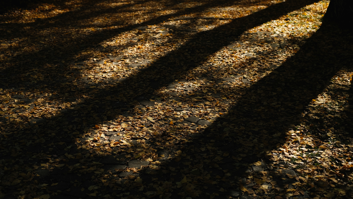 f:id:MotoPhoto94:20211122201419j:plain