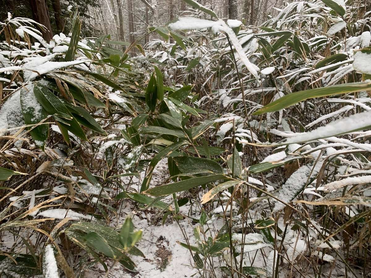 f:id:Mountain-Kuma:20200323202842j:plain f:id:Mountain-Kuma:20200323202842j:plain