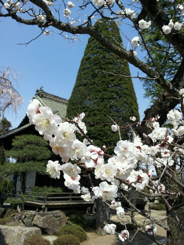 イメージ 3