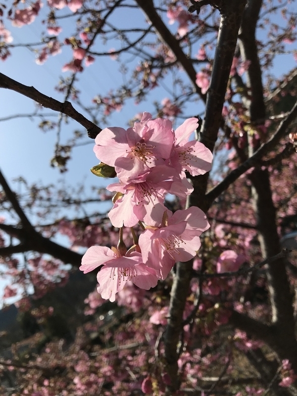 イメージ 5