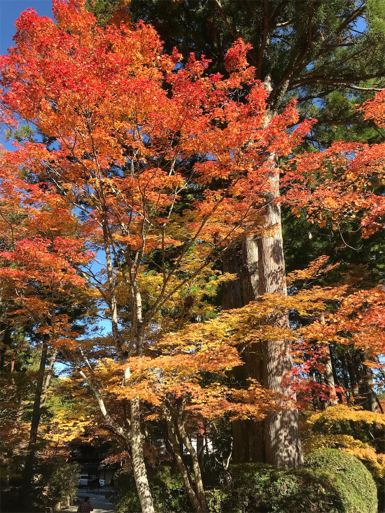 f:id:Mpapa:20191110105939j:image