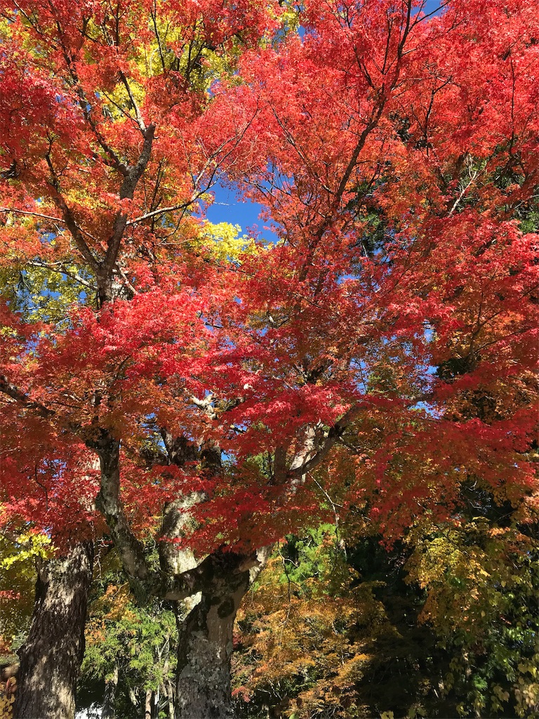 f:id:Mpapa:20191110111259j:image