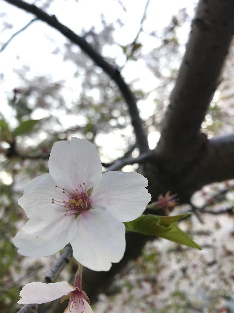f:id:Mpapa:20200412114235j:image