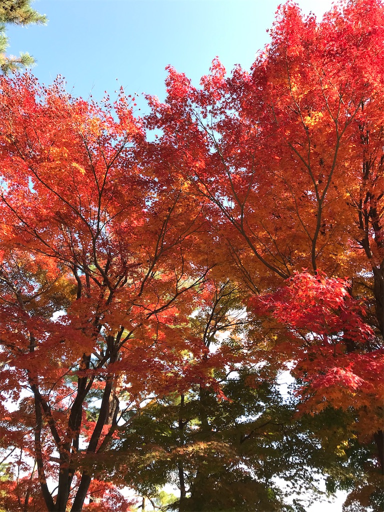 f:id:Mpapa:20201115120631j:image