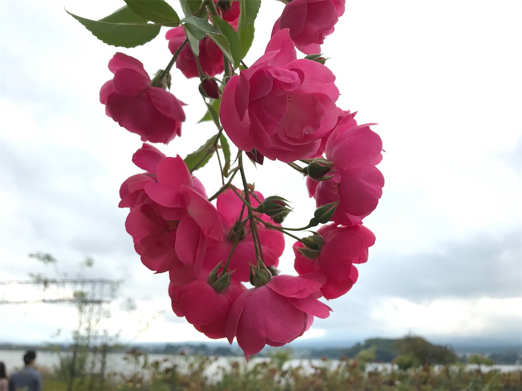 f:id:Mpapa:20211017054822j:image