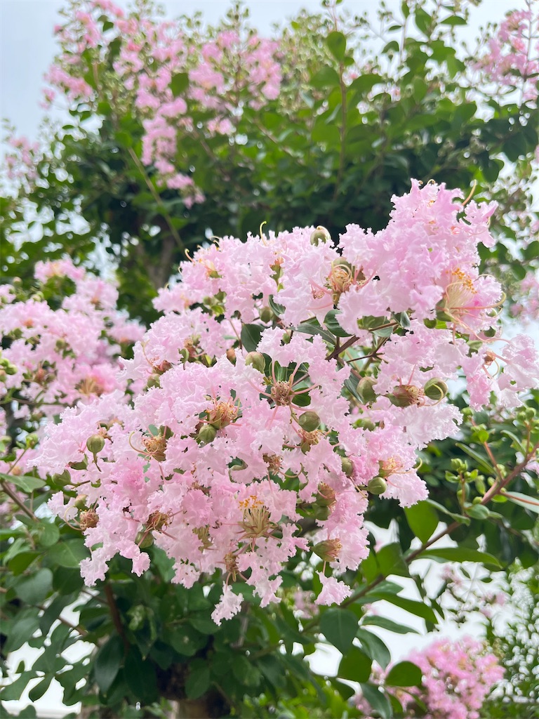 f:id:Mpapa:20260813074136j:image