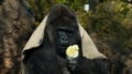 [ニシゴリラ][ヒト科][サル目][哺乳類][上野動物園]