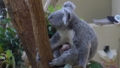 [コアラ][コアラ科][カンガルー目][哺乳類][王子動物園]