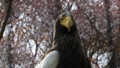 [オオワシ][タカ科][タカ目][鳥類][多摩動物公園]