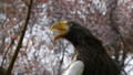 [オオワシ][タカ科][タカ目][鳥類][多摩動物公園]