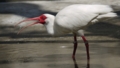 [シロトキ][トキ科][コウノトリ目][鳥類][野毛山動物園]