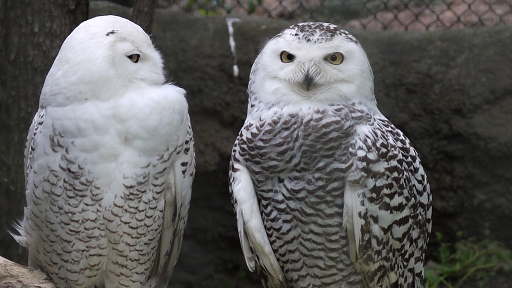 [シロフクロウ][フクロウ科][フクロウ目][鳥類][ズーラシア]