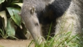 [オオアリクイ][アリクイ科][有毛目][哺乳類][上野動物園]