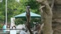 [ワオキツネザル][キツネザル科][サル目][哺乳類][上野動物園]