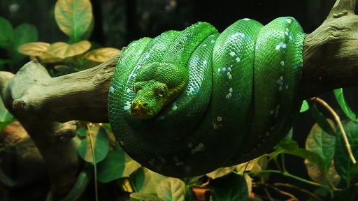 [ミドリニシキヘビ][ニシキヘビ科][トカゲ目][爬虫類][Singapore Zoo]