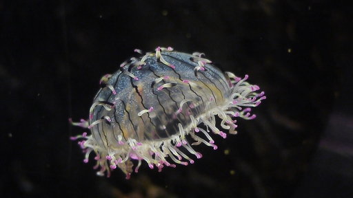 個別「[ハナガサクラゲ][ハナガサクラゲ科][淡水クラゲ目][ヒドロ虫類]」の写真、画像 ヒドロ虫類 MrF's fotolife