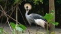 [ホオジロカンムリヅル][ツル科][ツル目][鳥類][Singapore Zoo]