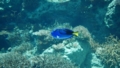 [ナンヨウハギ][ニザダイ科][スズキ目][沖縄美ら海水族館]