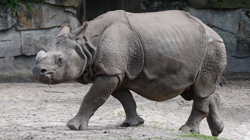 [インドサイ][サイ科][ウマ目][哺乳類][Tierpark Berlin]