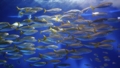 [マアジ][アジ科][スズキ目][魚類][油壺マリンパーク]