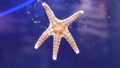 [ヤマトアカモンヒトデ][ホウキボシ科][アカヒトデ目][ヒトデ類][東京タワー水族館]