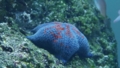 [イトマキヒトデ][イトマキヒトデ科][アカヒトデ目][ヒトデ類][鳥羽水族館]