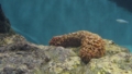 [バイカナマコ][シカクナマコ科][楯手目][ナマコ類][葛西臨海水族園]