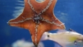 [イトマキヒトデ][イトマキヒトデ科][アカヒトデ目][ヒトデ類][サンシャイン水族館]