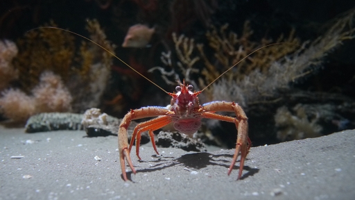 [オオコシオリエビ][コシオリエビ科][エビ目][甲殻類][葛西臨海水族園]