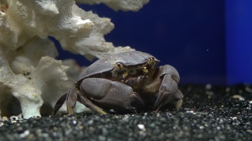 [スベスベマンジュウガ][オウギガニ科][エビ目][甲殻類][江ノ島水族館]