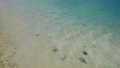 [クロナマコ][クロナマコ科][楯手目][ナマコ類][クック諸島][南太平洋]