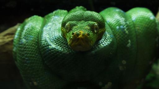 [ミドリニシキヘビ][ニシキヘビ科][トカゲ目][爬虫類][Singapore Zoo]