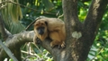 [クロホエザル][クモザル科][サル目][哺乳類][Singapore Zoo]