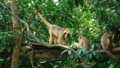 [クロホエザル][クモザル科][サル目][哺乳類][Singapore Zoo]