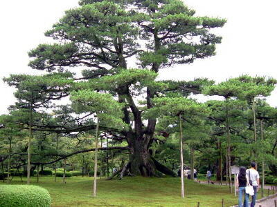 兼六園　根上松