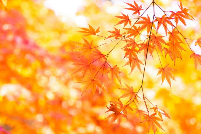 f:id:MrJJJJJ:20180903173058j:image f:id:MrJJJJJ:20180903173058j:image