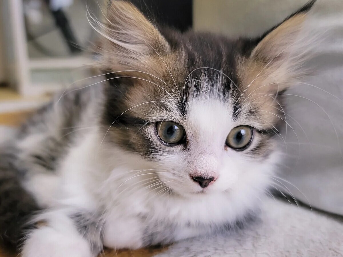 学生向けプログラミング入門マスコットにゃんこ