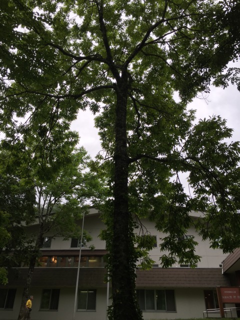 f:id:MrTKO:20160905190017j:plain f:id:MrTKO:20160905190017j:plain