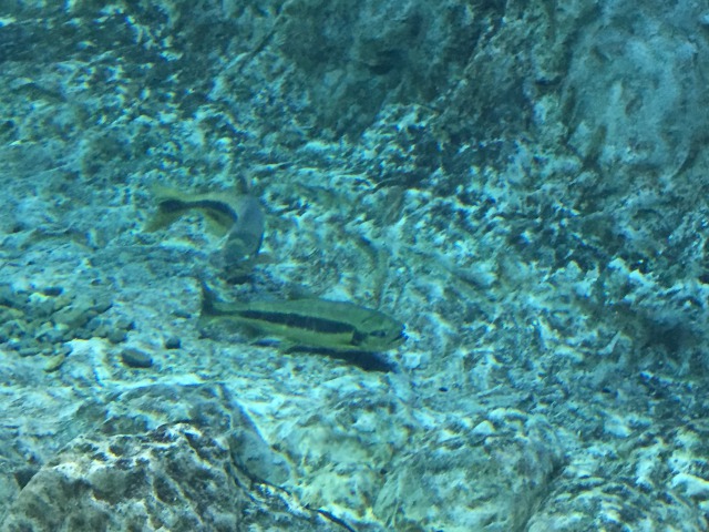 f:id:MrTKO:20160905194031j:plain f:id:MrTKO:20160905194031j:plain