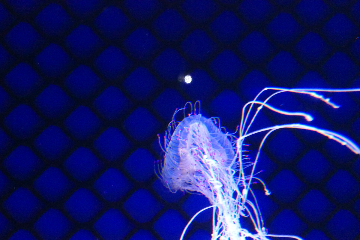 f:id:Mrmeron:20190926231446j:plain