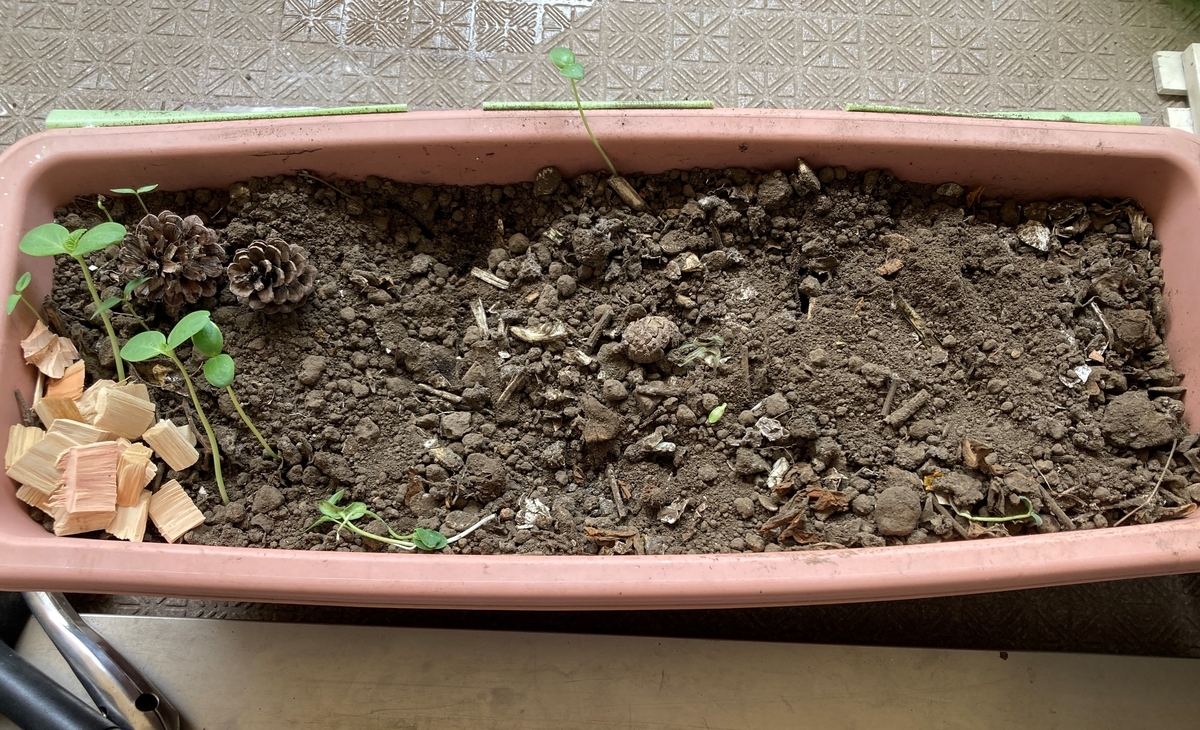 ベランダで初めてのコンポスト プランターdeキエーロに挑戦！ - ウメ子