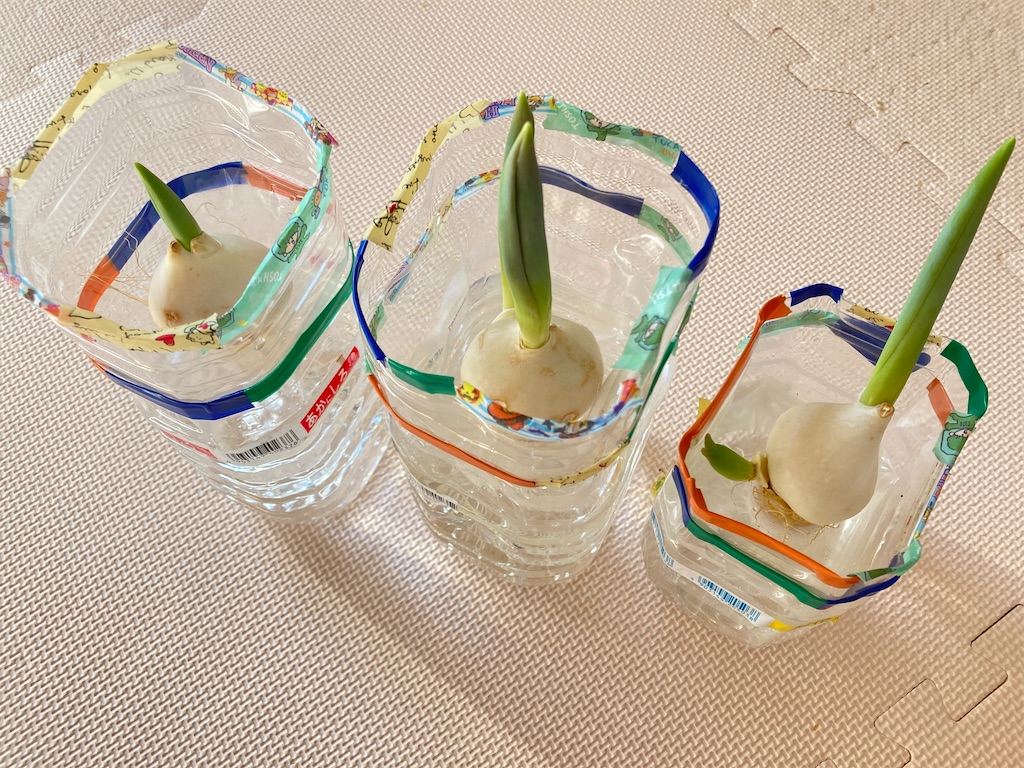 f:id:Mrs_Plum:20240130224427j:image