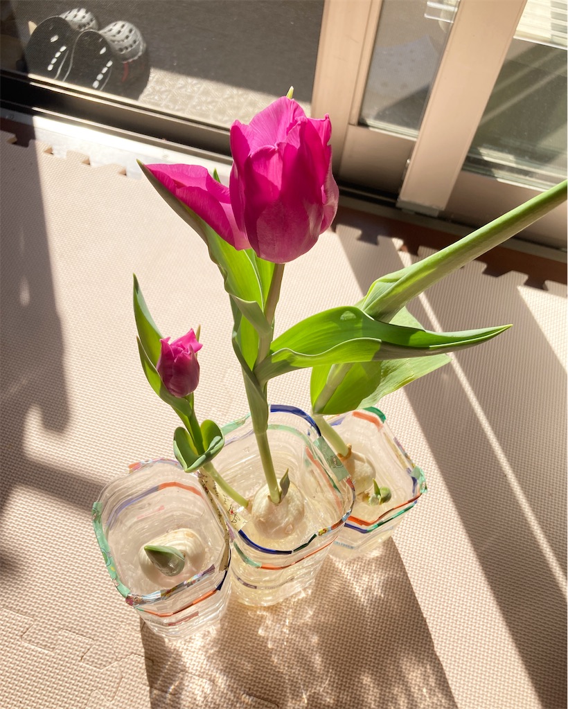 f:id:Mrs_Plum:20240130224431j:image